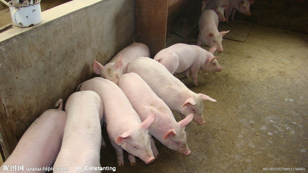 湖南伟业集团,伟业动物,猪场管理,非常规饲料原料开发,饲料
