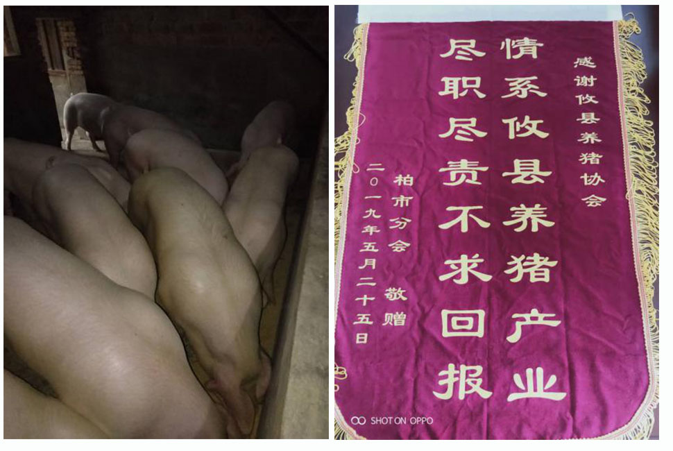 湖南伟业集团,伟业动物,猪场管理,非常规饲料原料开发,饲料