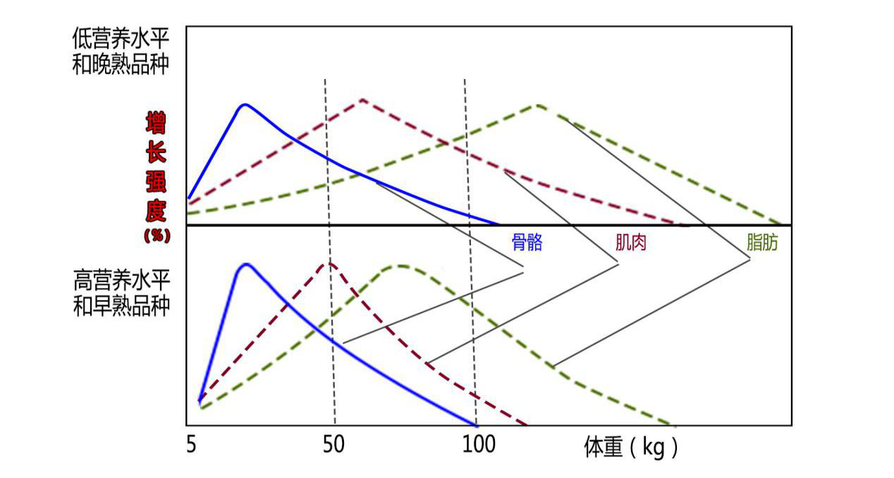 湖南伟业集团,伟业动物,猪场管理,非常规饲料原料开发,饲料